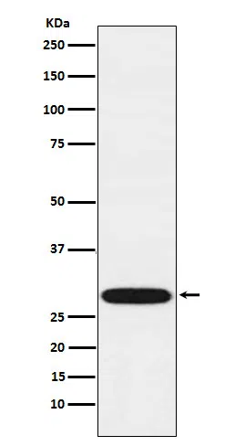 VAPA Rabbit Monoclonal Antibody
