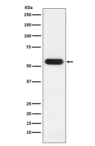 FKBP52 Rabbit Monoclonal Antibody - Size: 100µl
