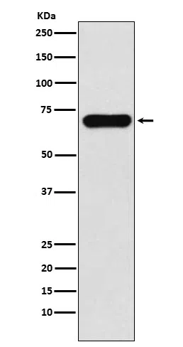 PCK1 Rabbit Monoclonal Antibody - Size: 100µl