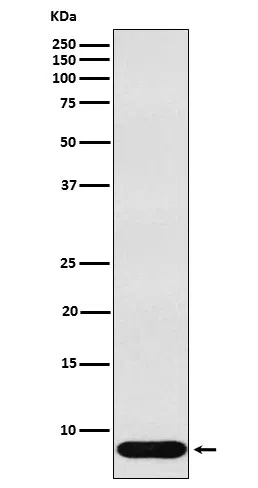 beta Defensin 1 Rabbit Monoclonal Antibody - Size: 50µl
