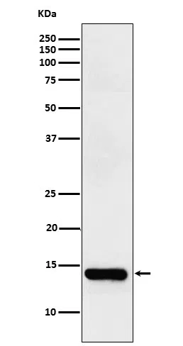 FABPI Rabbit Monoclonal Antibody - Size: 100µl