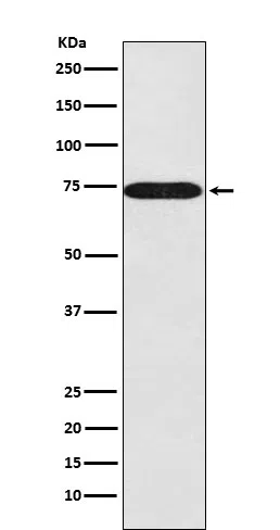 SNX1 Rabbit Monoclonal Antibody - Size: 100µl