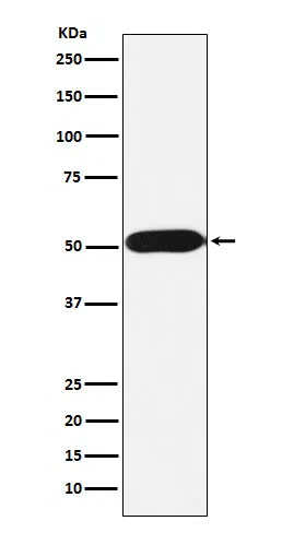 FKBP38 Rabbit Monoclonal Antibody - Size: 50µl