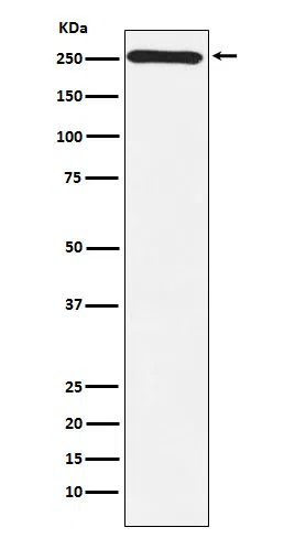 MYO7A Rabbit Monoclonal Antibody - Size: 50µl