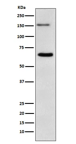 NUP153 Rabbit Monoclonal Antibody - Size: 50µl