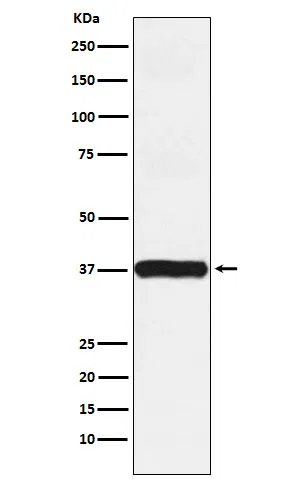 Arp2 Rabbit Monoclonal Antibody - Size: 100µl