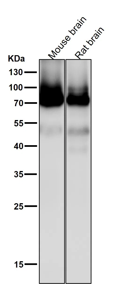 PKC Rabbit Monoclonal Antibody - Size: 50µl