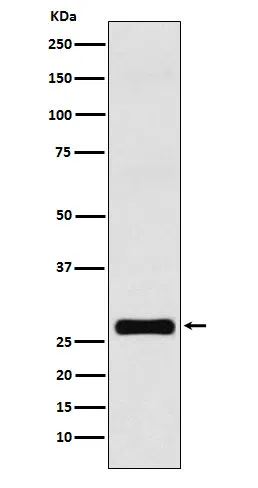 GJB1 Rabbit Monoclonal Antibody - Size: 100µl