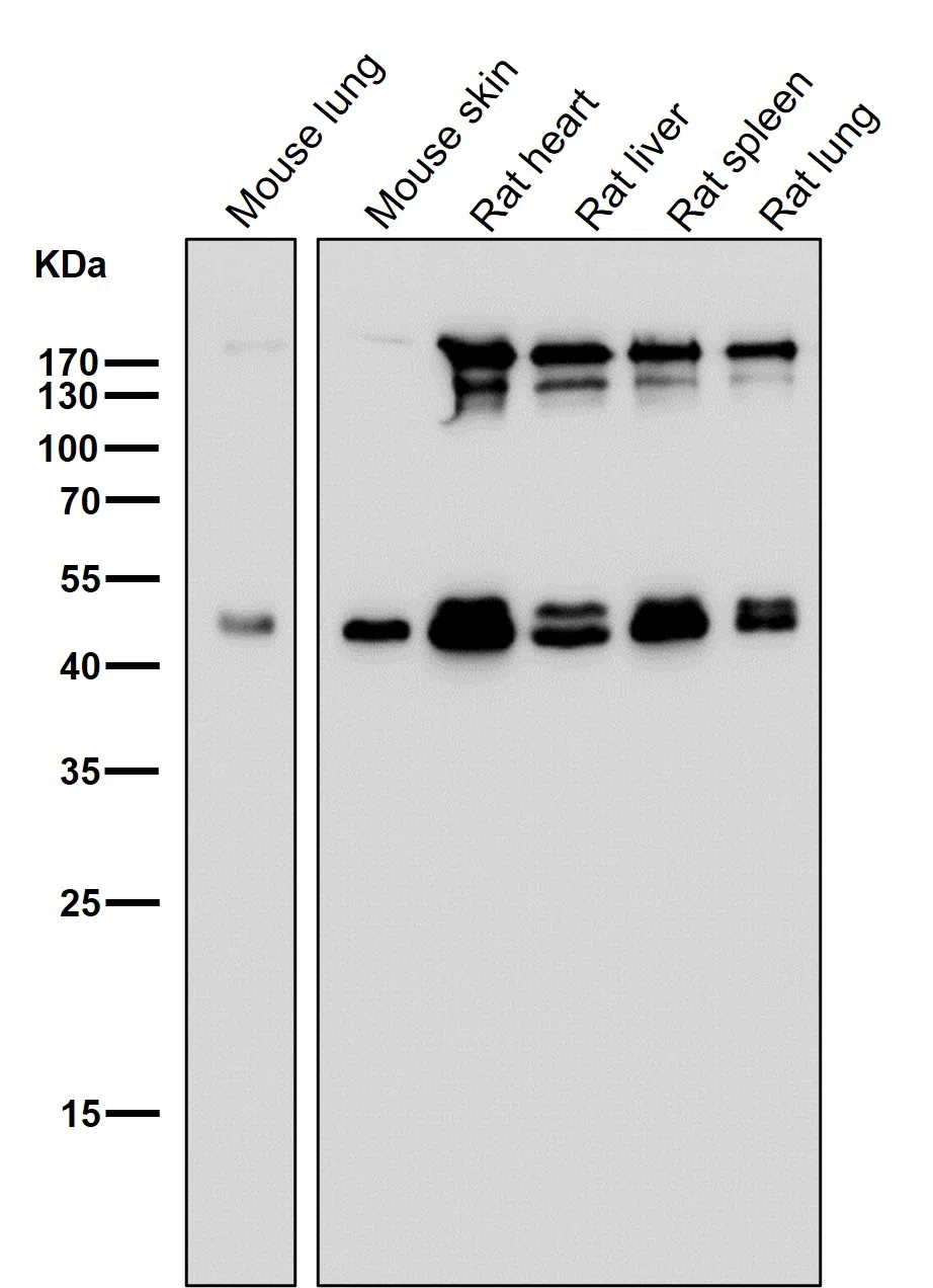 ESRRG Rabbit Monoclonal Antibody - Size: 100µl