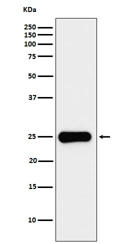 Placental lactogen Rabbit Monoclonal Antibody - Size: 100µl
