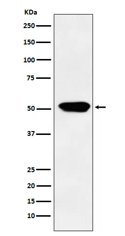 Cytochrome P450 4A Rabbit Monoclonal Antibody - Size: 50µl