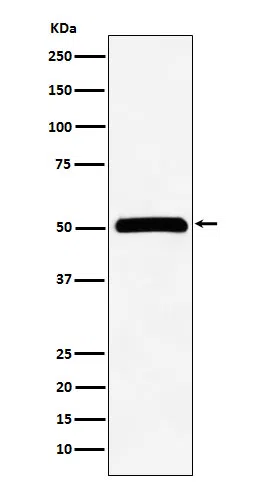 CELF1 Rabbit Monoclonal Antibody - Size: 50µl