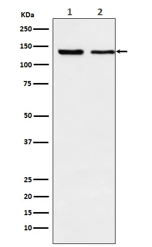 Exportin 5 Rabbit Monoclonal Antibody - Size: 50µl