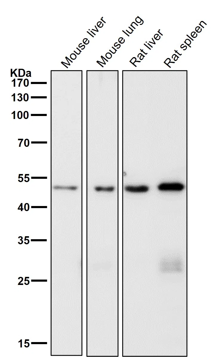 DCAF13 Rabbit Monoclonal Antibody - Size: 100µl