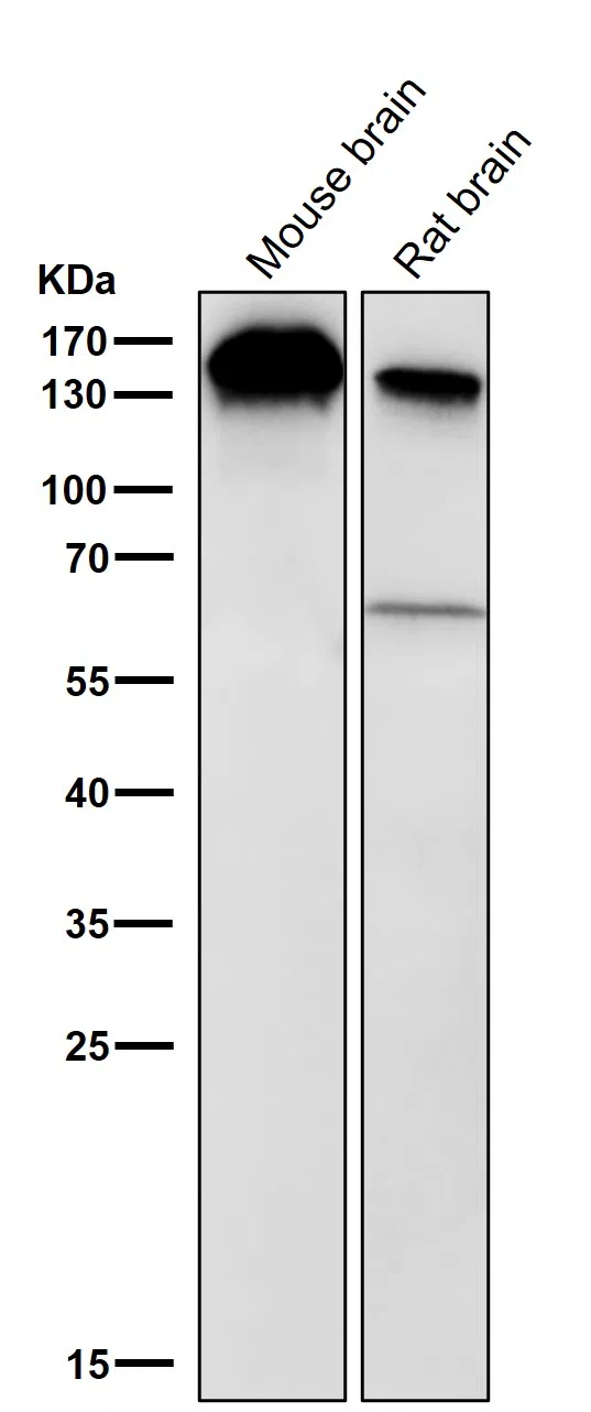 BTF Rabbit Monoclonal Antibody - Size: 50µl