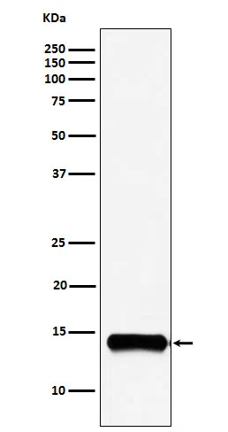 PLA2G2A Rabbit Monoclonal Antibody - Size: 100µl