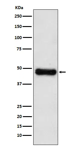 ADK Rabbit Monoclonal Antibody - Size: 50µl