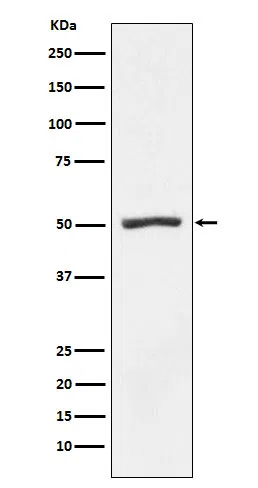PSMD4 Rabbit Monoclonal Antibody - Size: 50µl