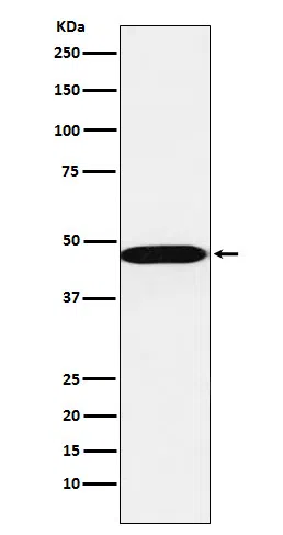 AHCY Rabbit Monoclonal Antibody