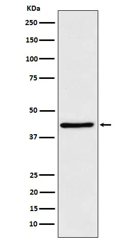 WIF1 Rabbit Monoclonal Antibody - Size: 100µl