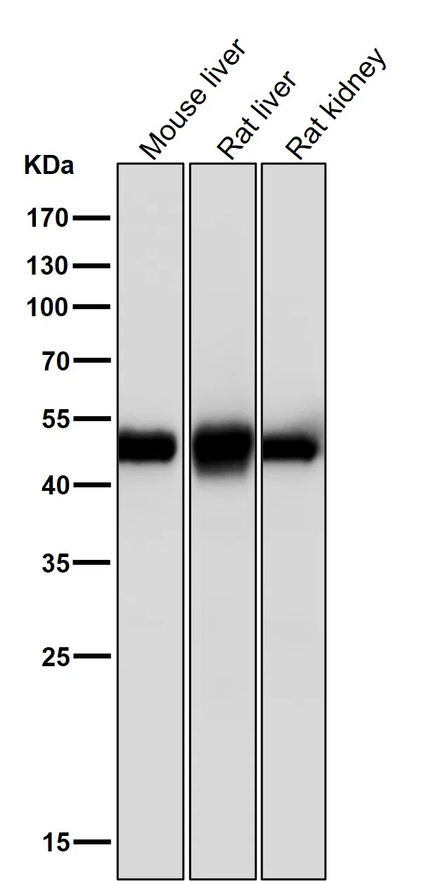 SFRP4 Rabbit Monoclonal Antibody - Size: 100µl