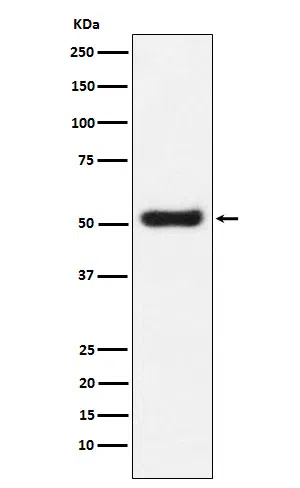 OLFM4 Rabbit Monoclonal Antibody - Size: 50µl