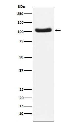 PDE2A Rabbit Monoclonal Antibody - Size: 100µl