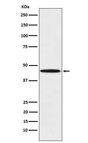 PEDF Rabbit Monoclonal Antibody