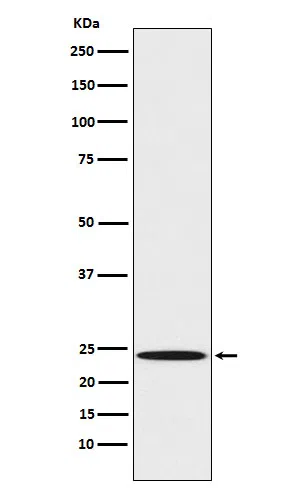 Mad2L1 Rabbit Monoclonal Antibody - Size: 50µl