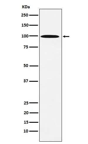AP1G1 Rabbit Monoclonal Antibody - Size: 50µl