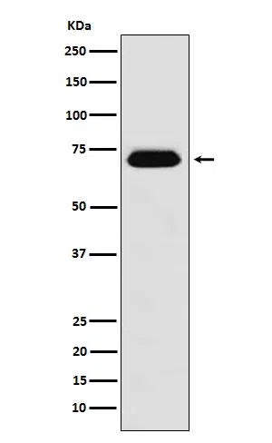 NUP62 Rabbit Monoclonal Antibody