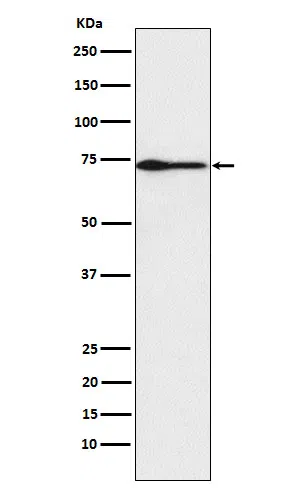 PROS1 Rabbit Monoclonal Antibody - Size: 100µl