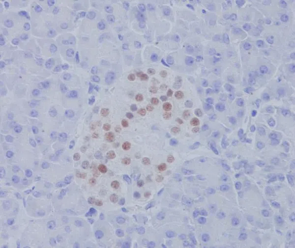 NKX2.2 Rabbit Monoclonal Antibody - Size: 100µl