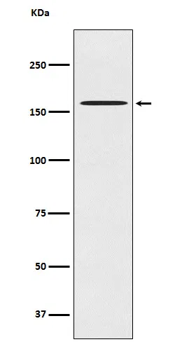 CLASP1 Rabbit Monoclonal Antibody - Size: 100µl