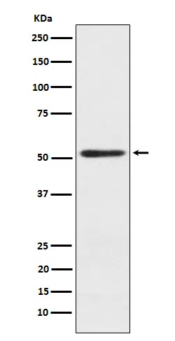SRP54 Rabbit Monoclonal Antibody