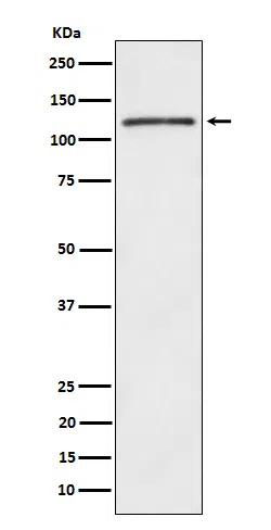 FYB Rabbit Monoclonal Antibody - Size: 100µl
