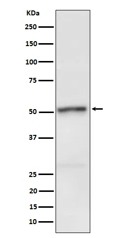 Phospho-RIP3(S232) Rabbit Monoclonal Antibody