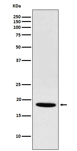 NDUFS4 Rabbit Monoclonal Antibody - Size: 50µl