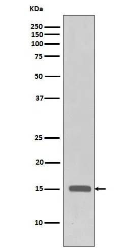 Histone H3(trimethylK27) Rabbit Monoclonal Antibody - Size: 100µl