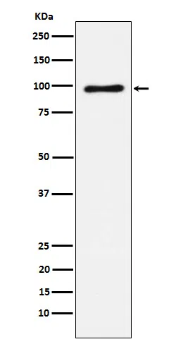 Vav1/2/3 Rabbit Monoclonal Antibody - Size: 100µl