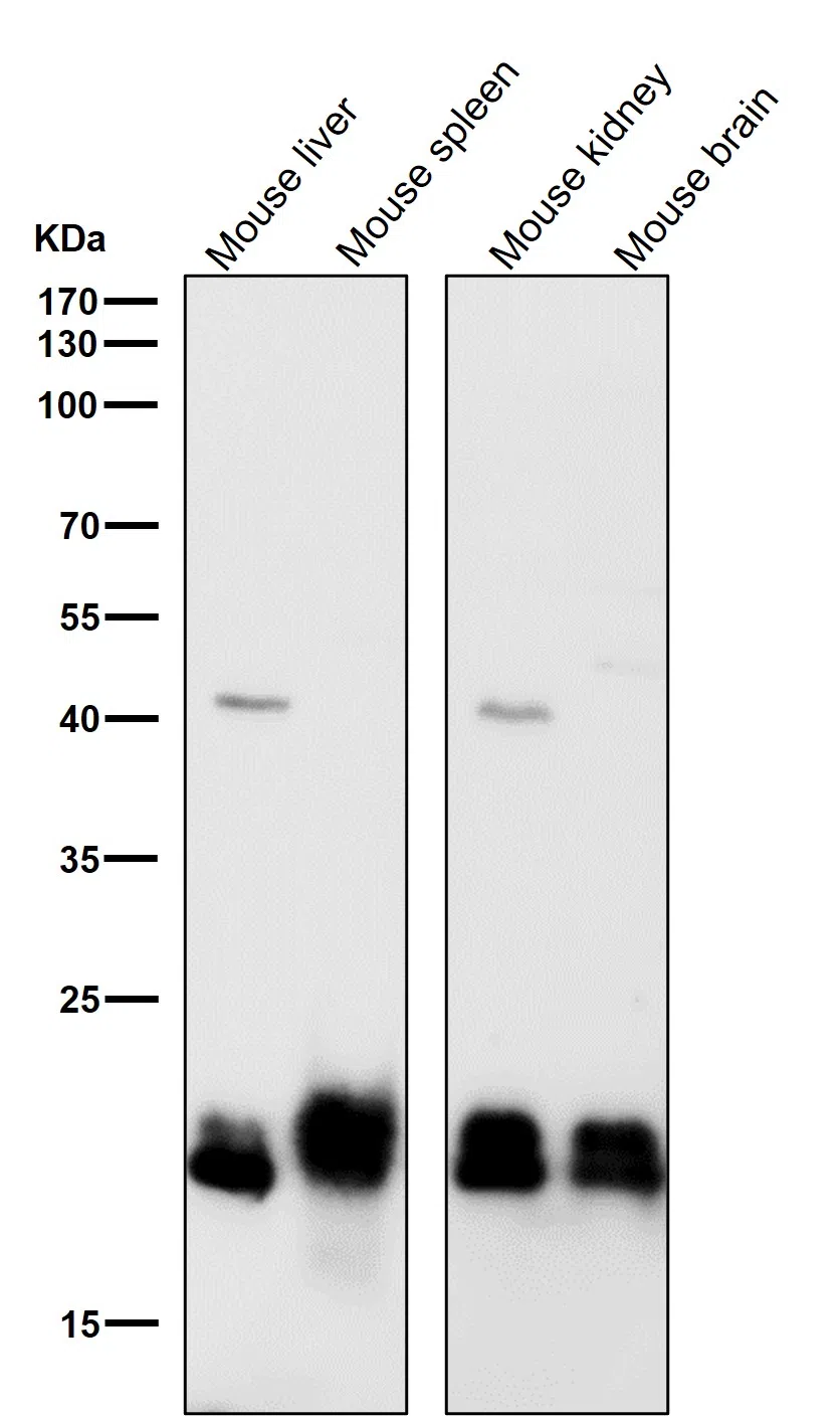 SRSF3 Rabbit Monoclonal Antibody - Size: 100µl