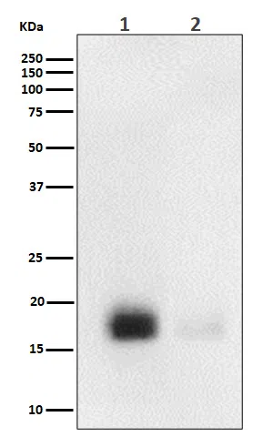 Phospho-eIF4EBP1/2/3(T46+T46+T32) Rabbit Monoclonal Antibody - Size: 50µ