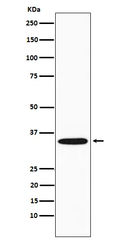 GNB2 Rabbit Monoclonal Antibody - Size: 50µl