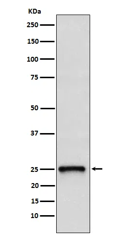 TC10 Rabbit Monoclonal Antibody - Size: 100µl