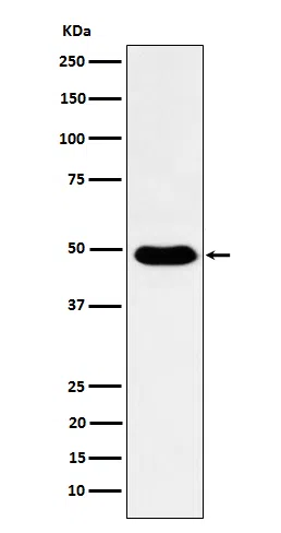 COPS3 Rabbit Monoclonal Antibody - Size: 50µl