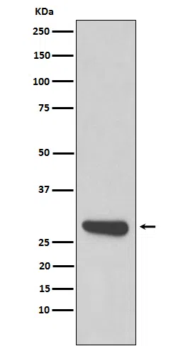 Calpain small subunit 1 Rabbit Monoclonal Antibody - Size: 100µl