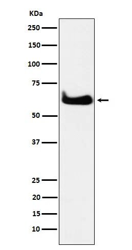 TCP1 alpha Rabbit Monoclonal Antibody - Size: 100µl