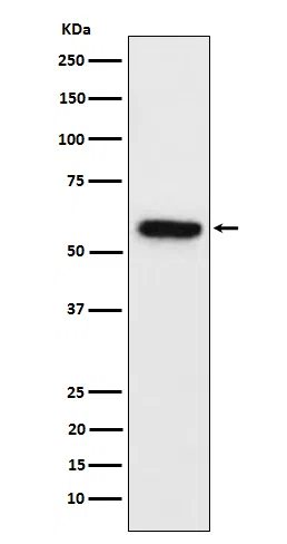 SynapsinII Rabbit Monoclonal Antibody - Size: 100µl