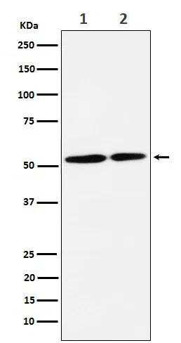 NRG3 Rabbit Monoclonal Antibody