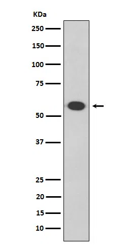 OCT2 Rabbit Monoclonal Antibody - Size: 50µl